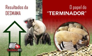 O papel diferenciado do ‘terminador’ na cadeia produtiva ovina brasileira. Produtor, a equipe do CordeiroBIZ destaca como ponto mais importante da produção o cordeiro bem desmamado. Busque seus resultados.