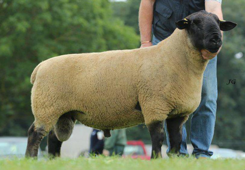 Suffolk Escort